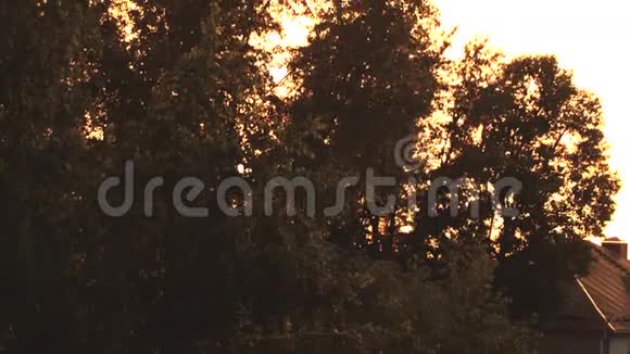 金色的夕阳透过树叶迎面而来的灯光夜晚的宁静和宁静视频的预览图