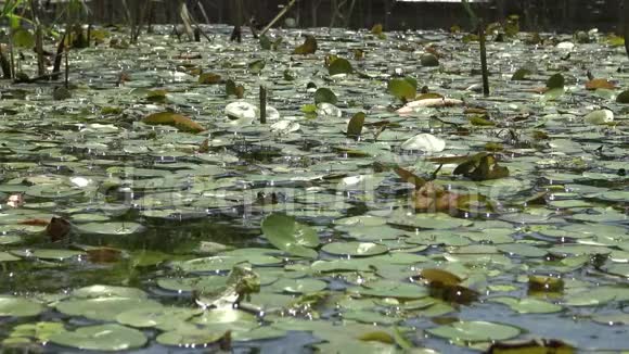 漂浮在湖面上的水生植物视频的预览图