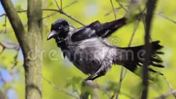 树上的乌鸦在洗澡后清洗羽毛视频的预览图