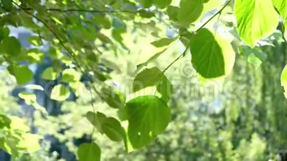 蓝天和阳光下的绿树假期性质概念夏季户外活动视频的预览图