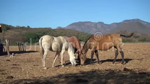 三匹漂亮的马正在墨西哥马斯科塔贾利斯科村的田野里吃草视频的预览图
