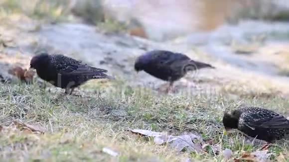 经过长途飞行的椋鸟在春天的草地上吃虫子视频的预览图