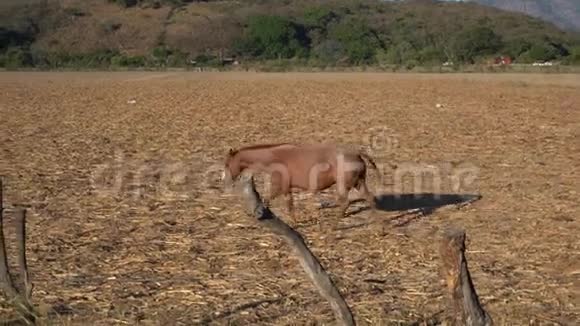 马在神奇的小镇马斯科塔哈利斯科被群山包围的农村是自由的视频的预览图