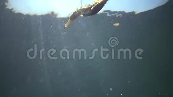 短鼻海马海马漂浮在水柱中黑海视频的预览图