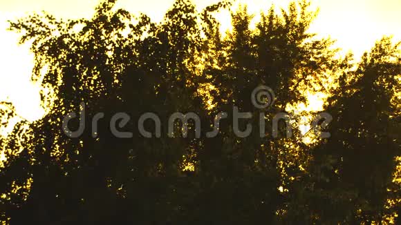 金色的夕阳透过树叶迎面而来的灯光夜晚的宁静和宁静视频的预览图