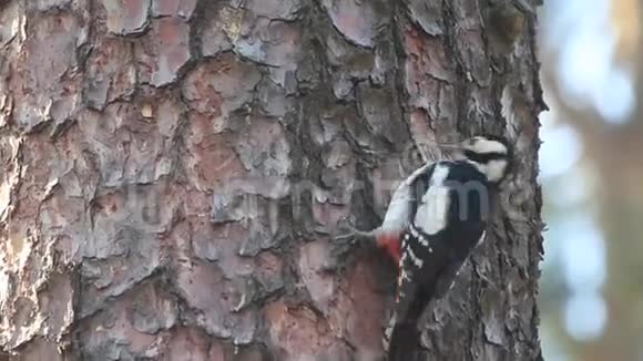 啄木鸟捶击树皮爬上树视频的预览图
