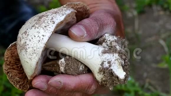 天然食用蘑菇一个人手真菌一个人收集蘑菇视频的预览图