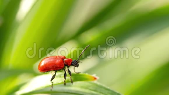 百合红甲虫坐在一片叶子上视频的预览图