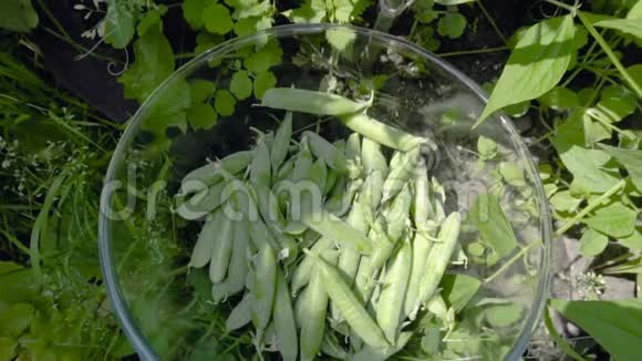 采摘成熟的绿色豌豆视频的预览图