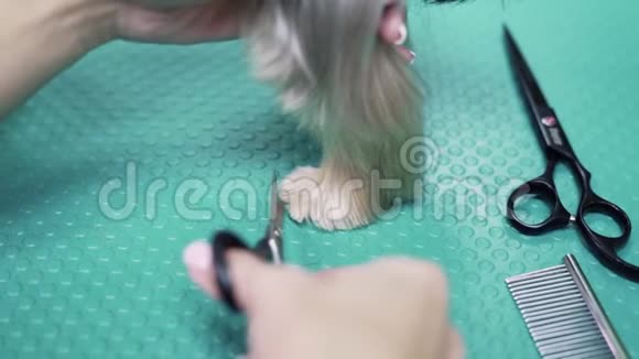 整理者用剪刀把毛剪在狗的爪子上约克郡猎犬的扫帚视频的预览图