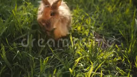 棕色毛茸茸的兔子饶有兴趣地研究着夕阳下草坪上的青草视频的预览图