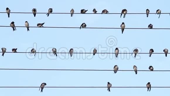 铁丝上的鸟像音乐音符一样坐着视频的预览图
