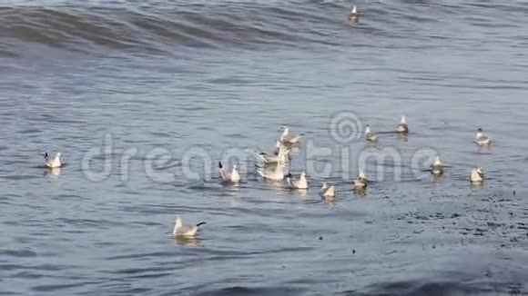 海鸥在波浪上飞翔慢动作视频的预览图