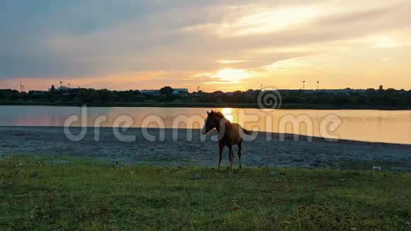 落日背景下的白牧草湖边有一匹红色的小马视频的预览图