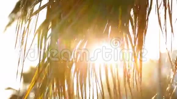 太阳中的棕榈树视频的预览图