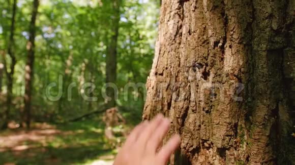 一个人的手触到一棵树的特写镜头一棵树的树皮是特写镜头特写镜头视频的预览图