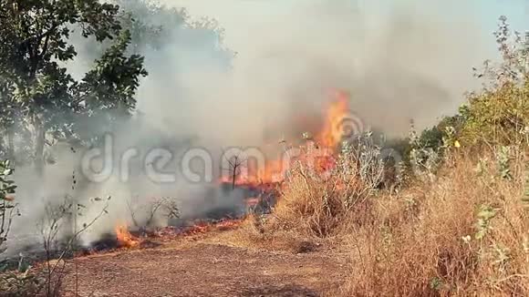 在森林里掀起大火视频的预览图