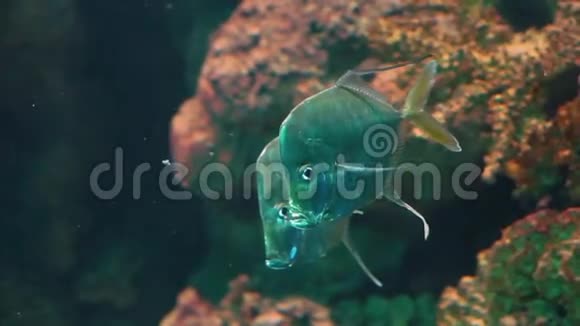 几条俯视的鱼在水中游动有趣的银色扁鱼来自大西洋的热带幽灵视频的预览图