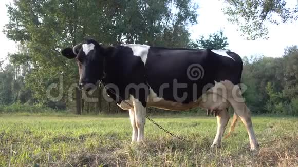 奶牛在夕阳下的农村背景视频的预览图
