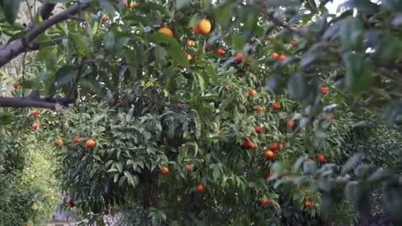 索伦托潘的柑橘园视频的预览图