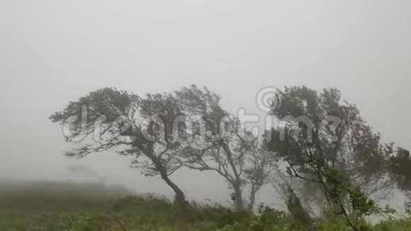 热带雨林中的树木随风飘动白雾弥漫视频的预览图