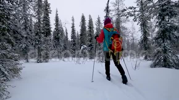 滑雪巡回赛在白雪皑皑的冬林里带着滑雪板的女人芬兰视频的预览图