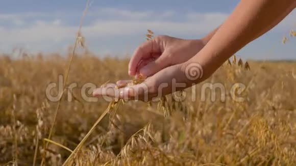 谷物领域农学家手触摸燕麦耳朵和检查成熟谷物视频的预览图