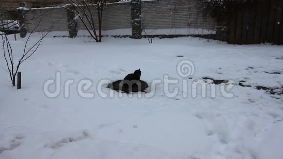 冬天雪中的猫视频的预览图