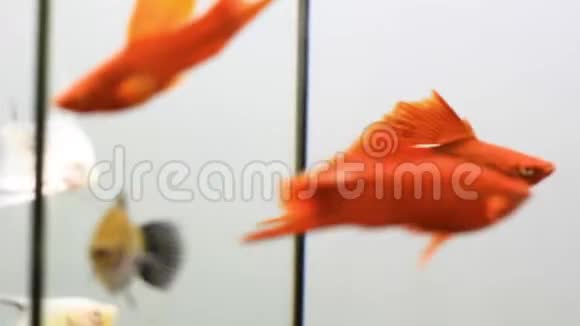水族馆中的剑尾鱼特写视频的预览图