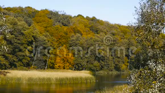 湖和树的美丽的秋天景观视频的预览图