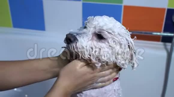 一个狗修复员的特写在浴室里给一只狗BichonFrise洗澡视频的预览图