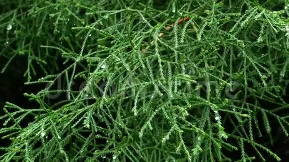松树背景的绿叶视频的预览图