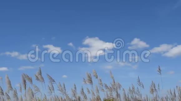 风吹起天空中的云和草视频的预览图