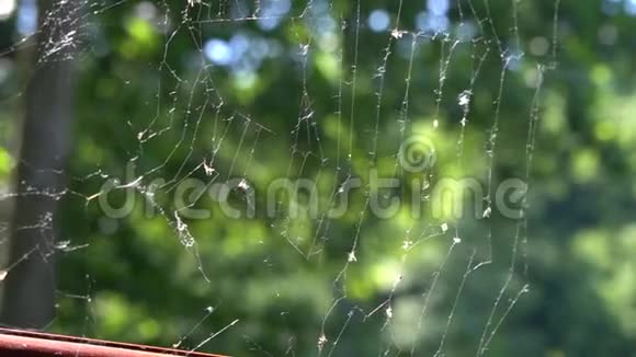 蜘蛛网在风中移动视频的预览图