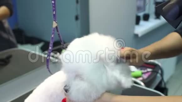 兽医吹干了一只狗BichonFrise头发在一家兽医诊所特写视频的预览图