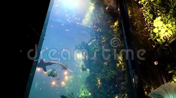 美丽的鱼海洋馆小鲨鱼在水里游泳视频的预览图