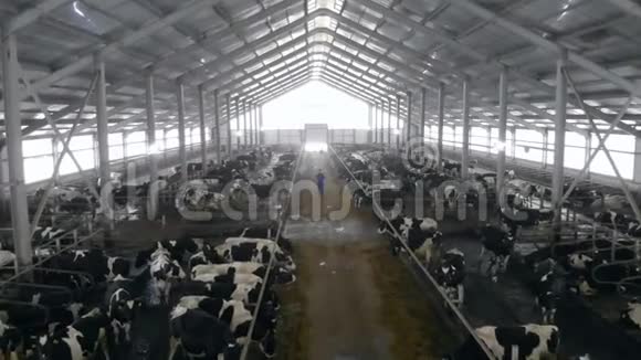 有一个男工沿着它走着的大型奶牛场视频的预览图