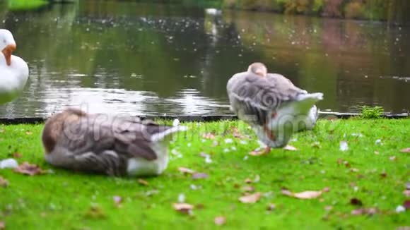 鹅一条腿放松咬在河上视频的预览图