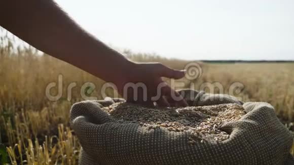成年农民的手在袋子里摸和筛麦粒麦粒一手后丰收农业视频的预览图