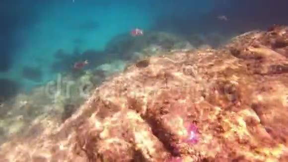 普吉岛水下场景视频的预览图