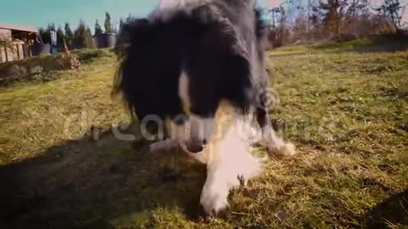 日落时狗在花园里挖掘的4K视频视频的预览图
