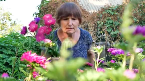 花商妇女正在花园里修剪紫罗兰和粉红色的花视频的预览图