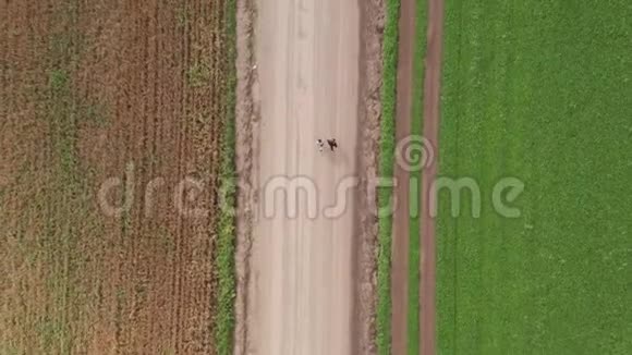 一个年轻人和一个女孩沿着绿色和谷物田旁边的土路慢跑视频的预览图