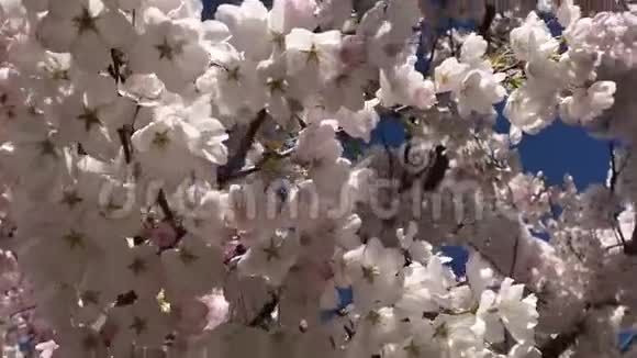 樱花树背景移动蓝天阳光视频的预览图