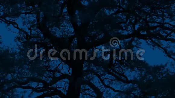暴风雨夜空上的树影视频的预览图