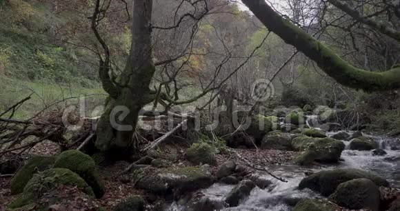 河的一般景色在森林的中央视频的预览图
