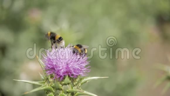 蜜蜂从紫色盛开的花朵中采集花蜜视频的预览图