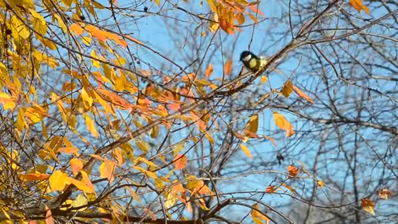 鸟儿在秋天的树枝上跳跃视频的预览图