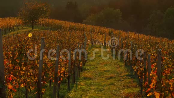 意大利托斯卡纳中部有秋天葡萄园和田地的农业景观视频的预览图