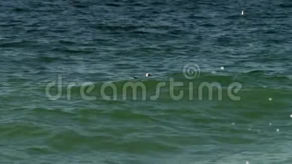 海鸥漂浮在海浪上视频的预览图